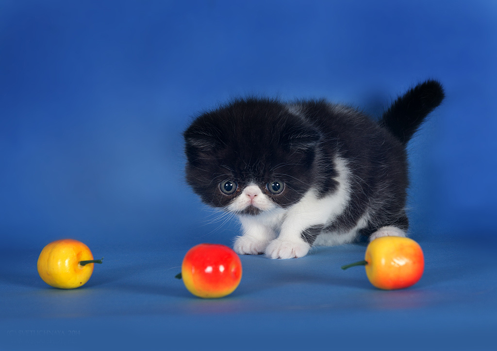 Экзоты. Фотограф-анималист Наталья Светличная
