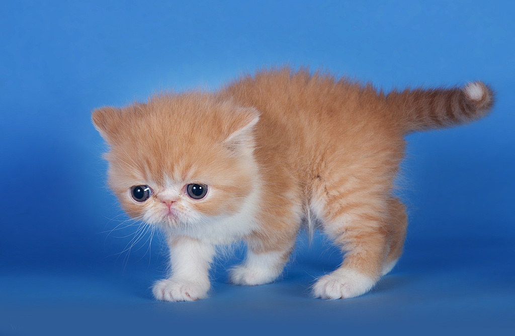 Экзоты. Фотограф-анималист Наталья Светличная