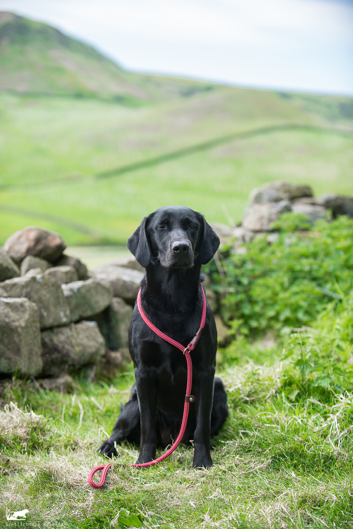 Тренинг с Филиппой Вильямс (Англия, 2018). Фотограф-анималист Наталья Светличная