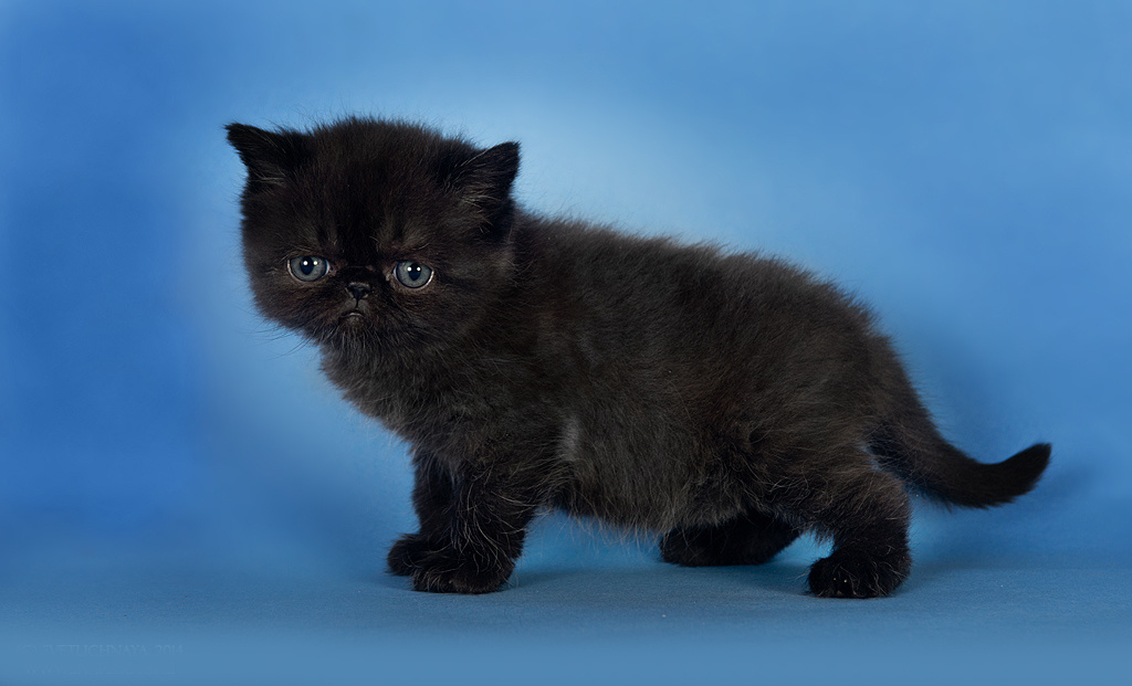 Экзоты. Фотограф-анималист Наталья Светличная