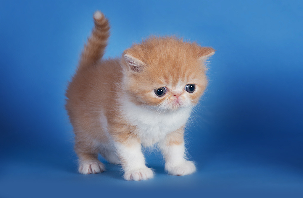 Экзоты. Фотограф-анималист Наталья Светличная