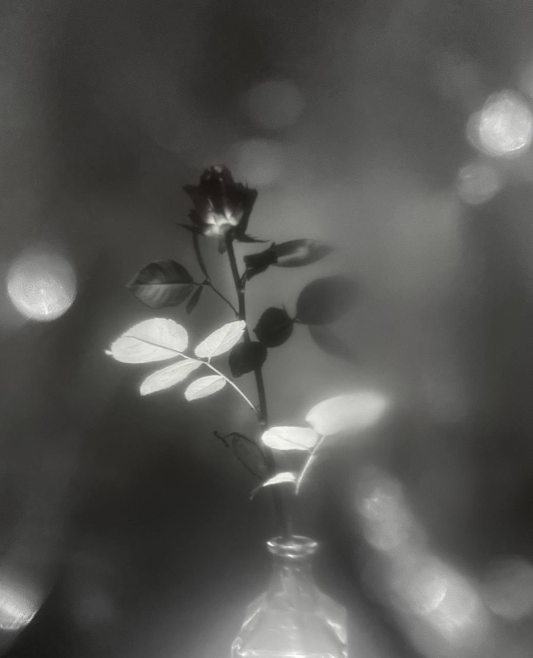 Марафон «Другая сторона света». Женский семейный фотограф Тула Москва Захарова Анна