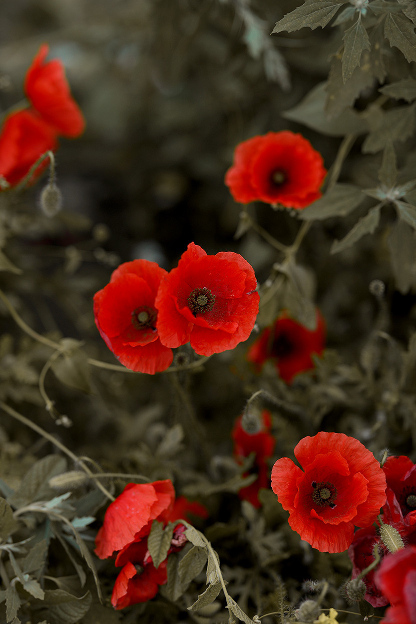 Маки. Семейный фотограф в Анапе Светлана Тернопол