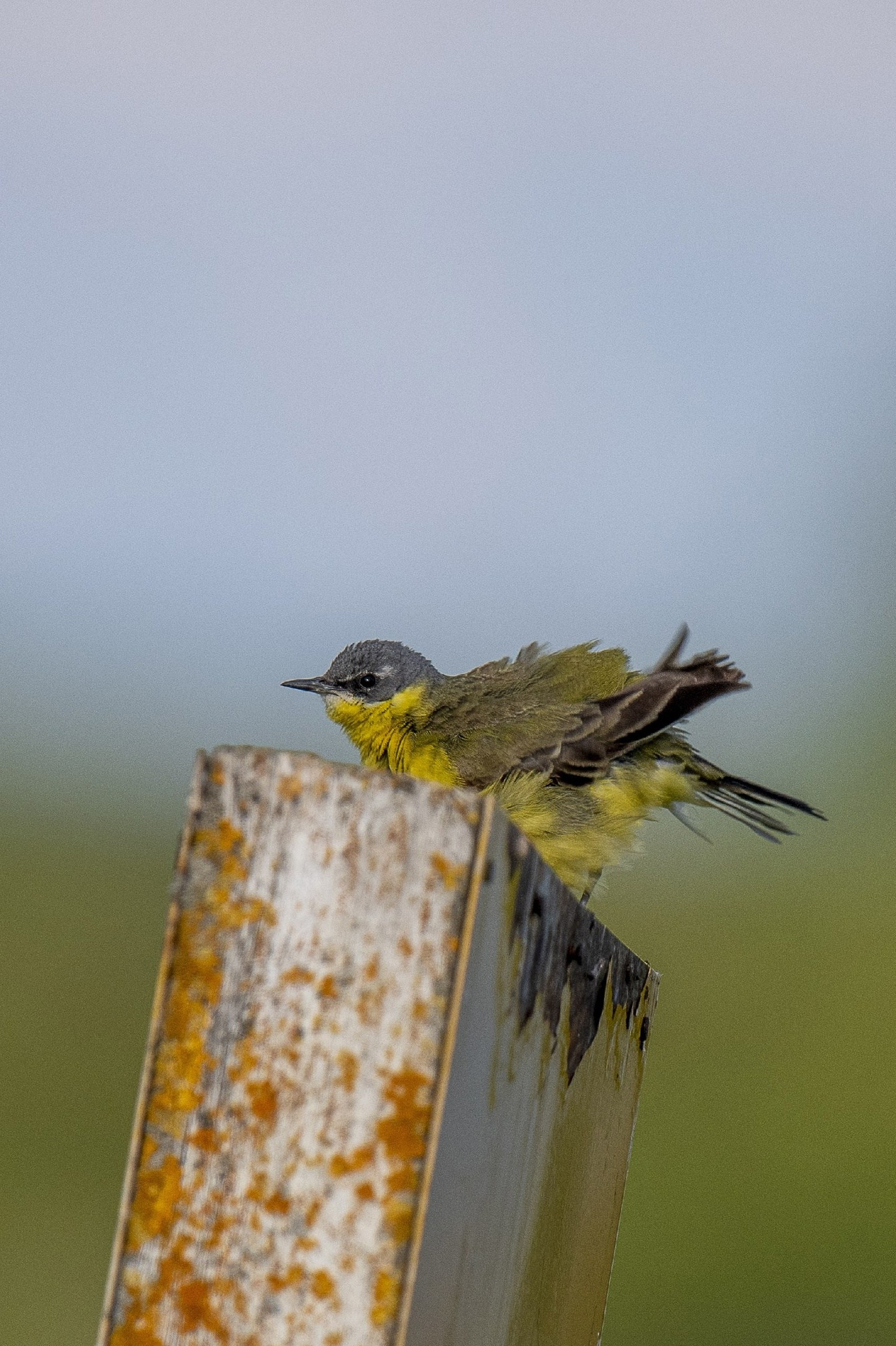 Фотоохота. Фотографии Лены Соколовой
