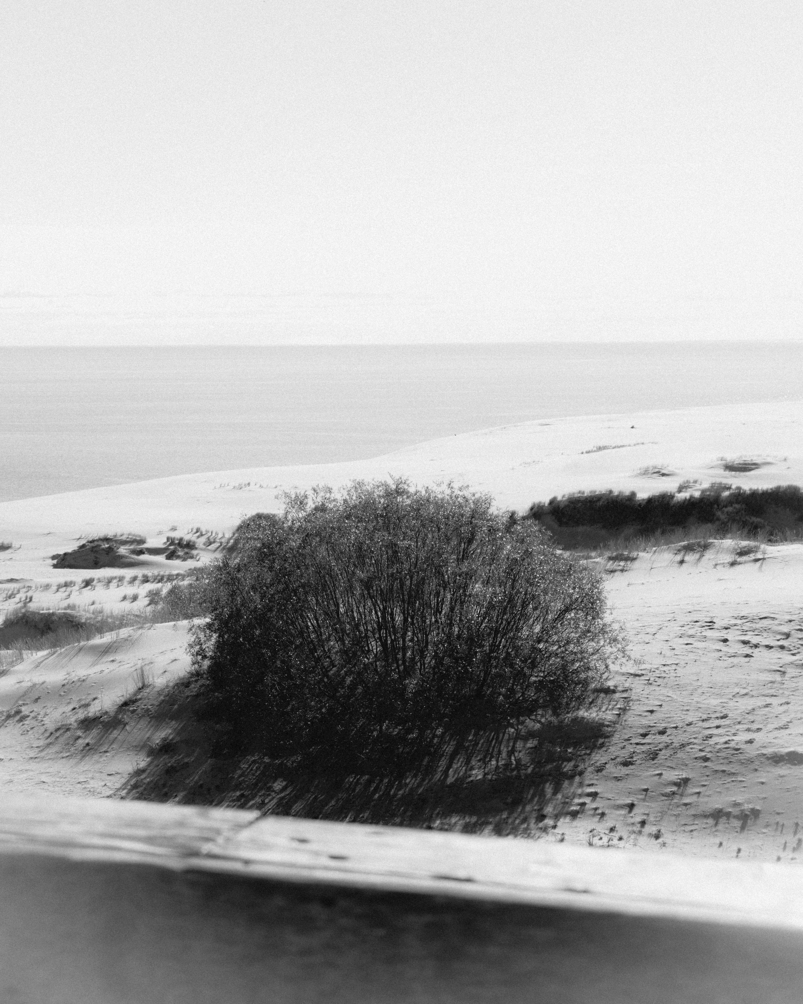 Daria Tarasova Photography