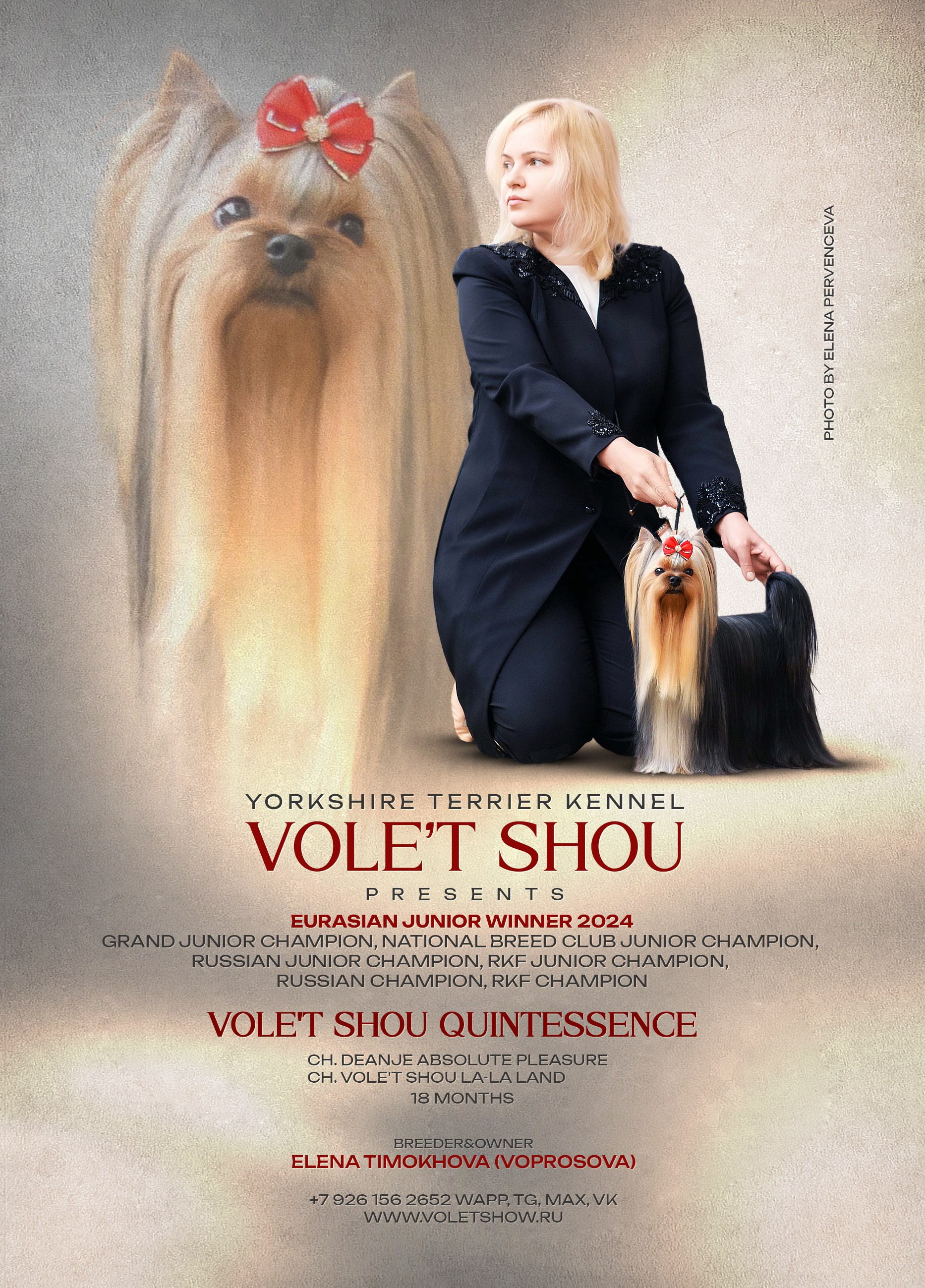 Разведение йоркширских терьеров. Питомник Воле'Т Шоу Vole'T Shou. Йоркширский терьер — питомник йоркширских терьеров Vole'T Shou