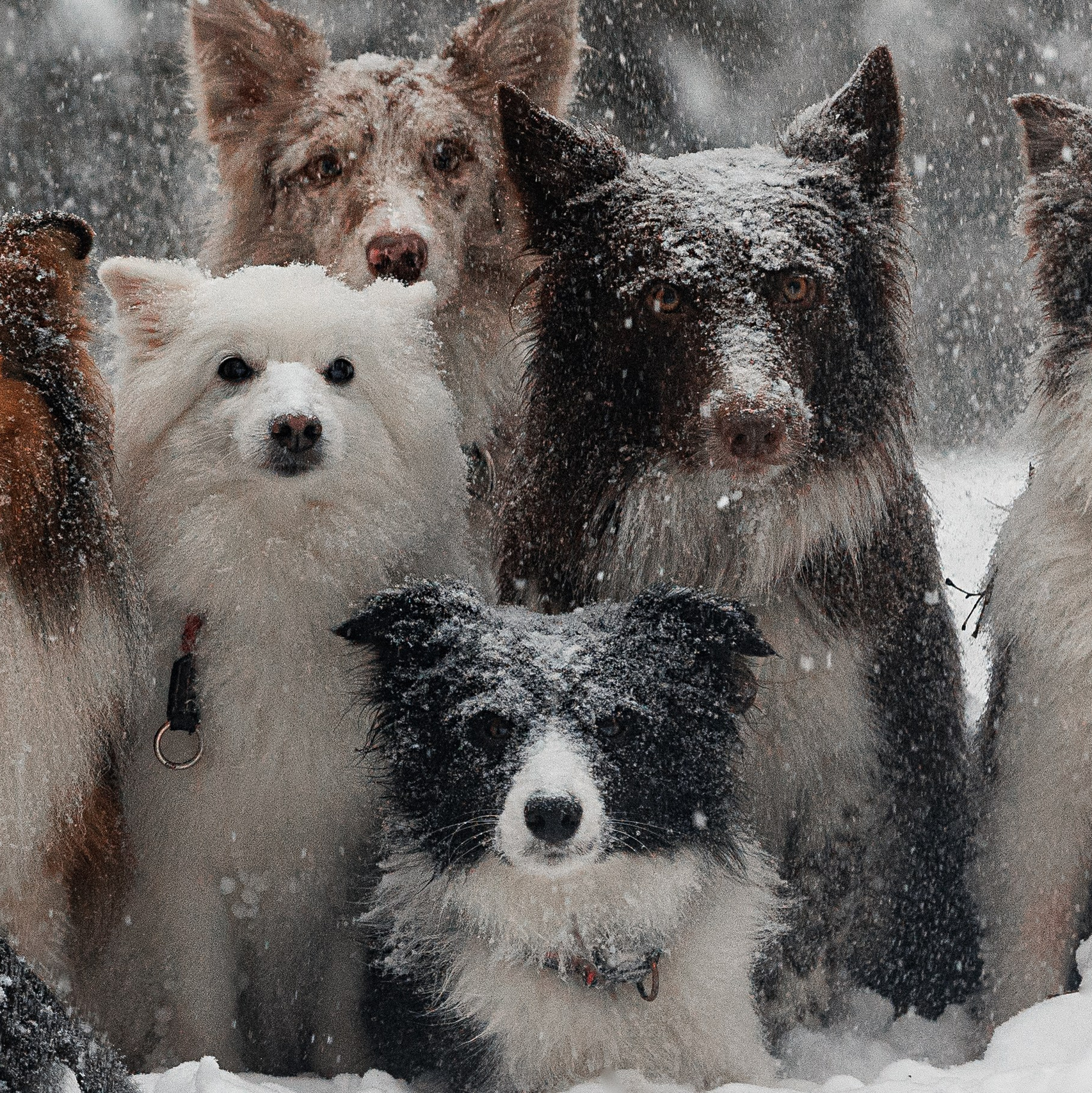 Стоимость. Фотограф анималист Кристина Карпова, Москва