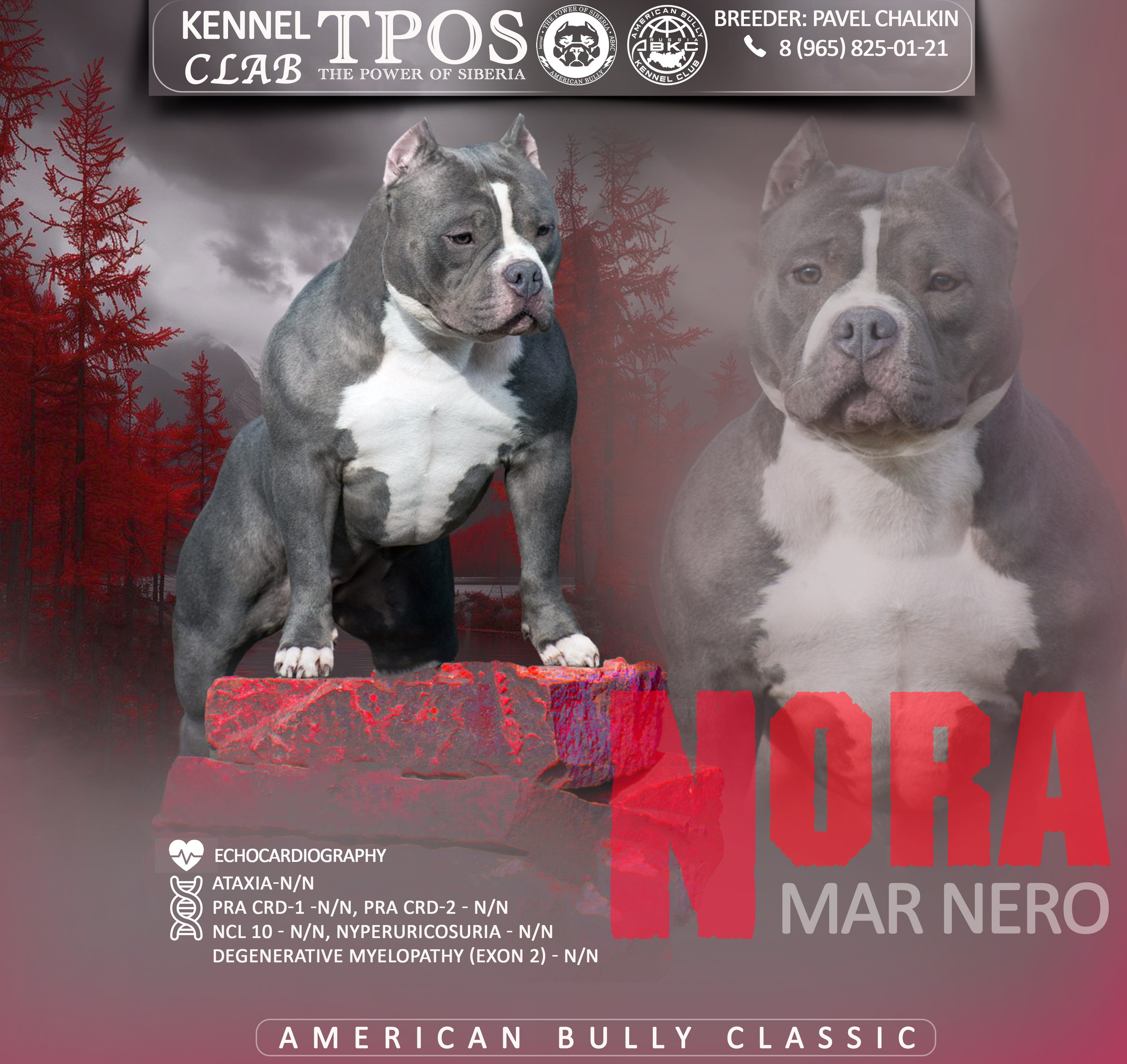 Щенки Американский Булли. Американский Булли в г. Ростов-на-Дону. Питомник THE POWER OF SIBERIA