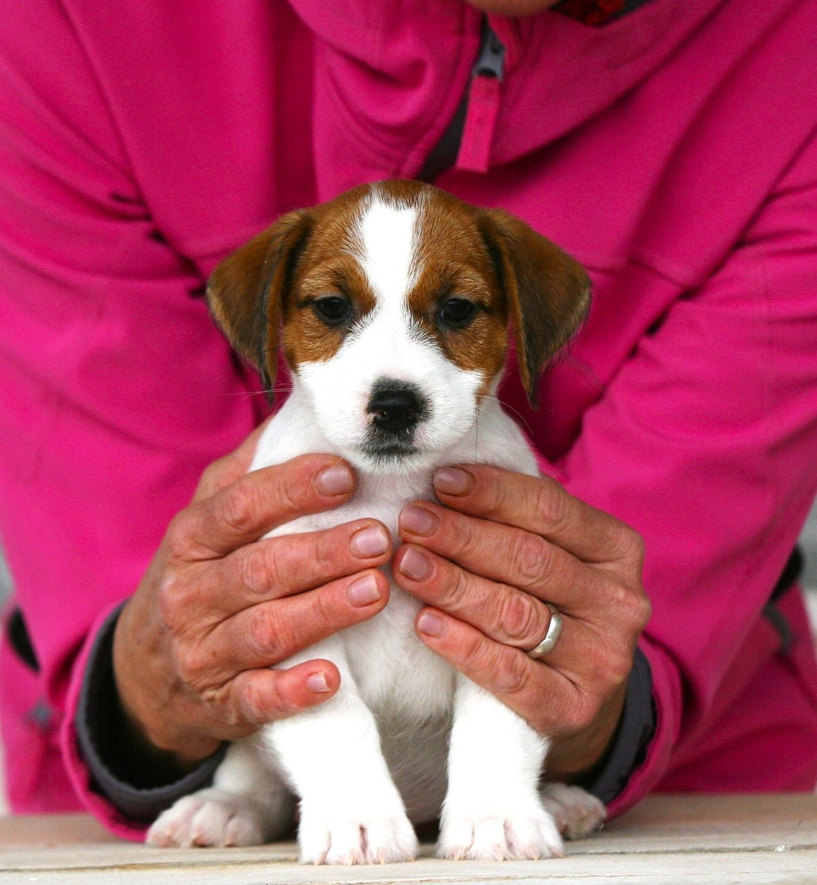 Lovely-Orange питомник джек рассел терьеров