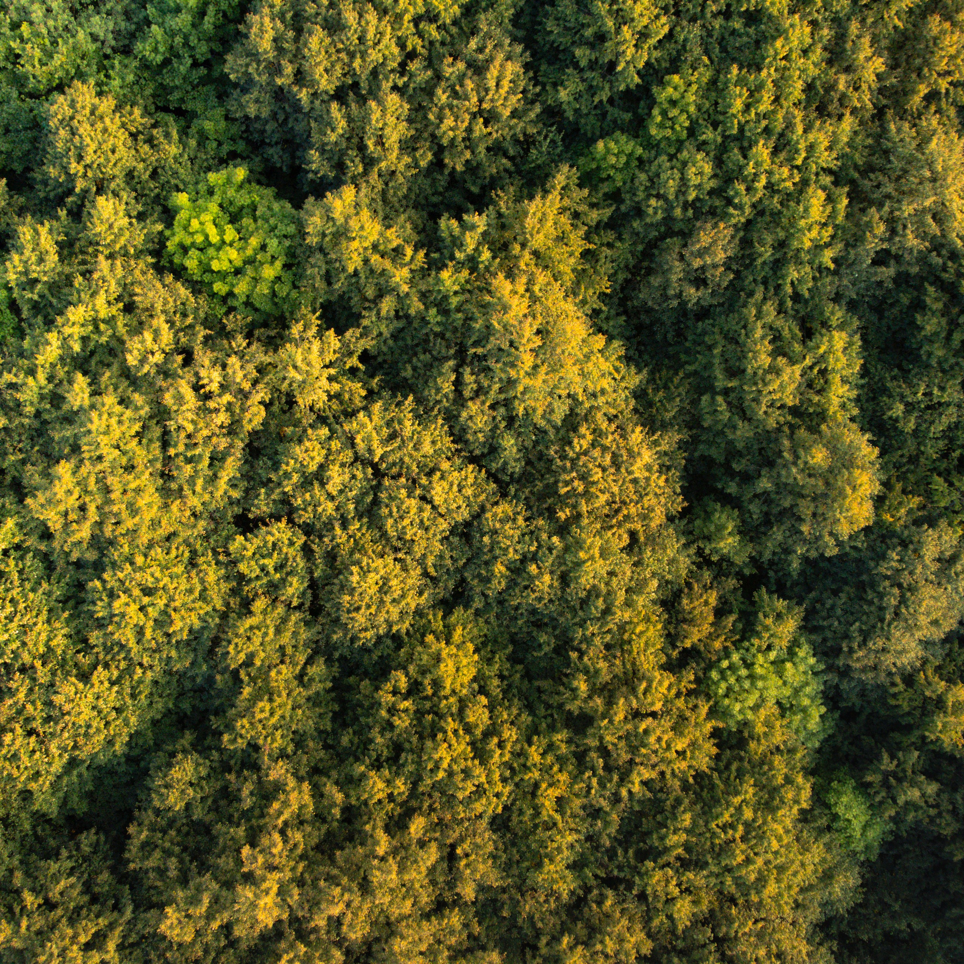 УСЛУГИ и ЦЕНЫ. DRONBERRY — Аэросъемка Ярославль