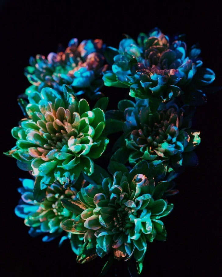 Светящиеся цветы | SVЕТЫ