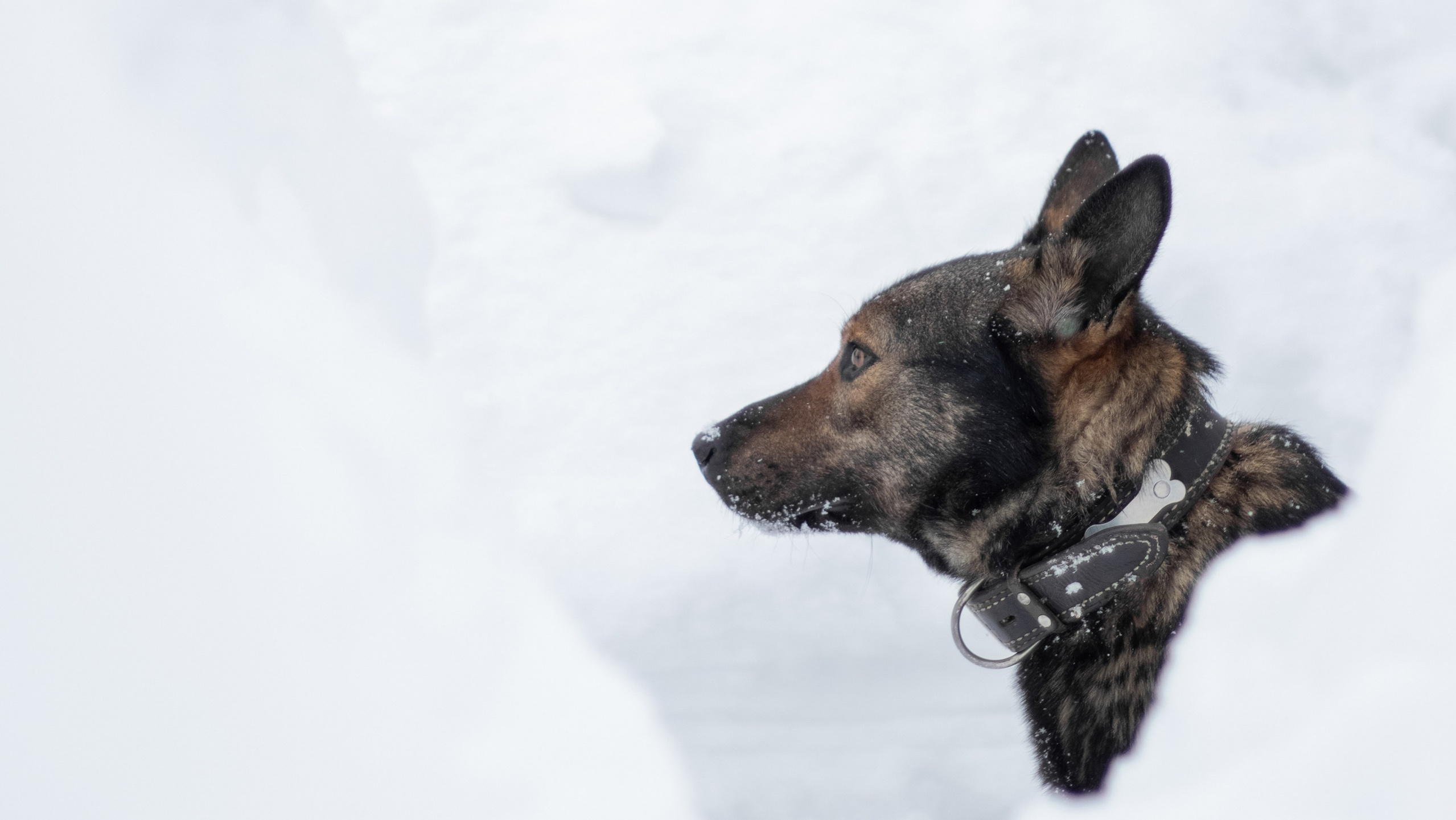 Прайс. Фотограф-анималист Татьяна Митрошина, Москва