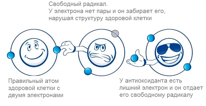 Антиоксиданты. Их роль для нашего здоровья. Сово-Сово — Омоложение и оздоровление!