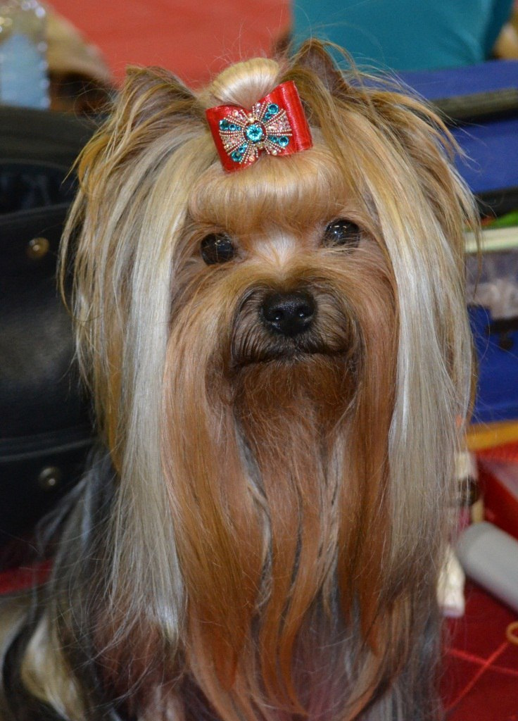 2016 г Результаты выставок. Питомник Йоркширских терьеров Дэнстайл в Санкт-Петербурге заводчик Тих