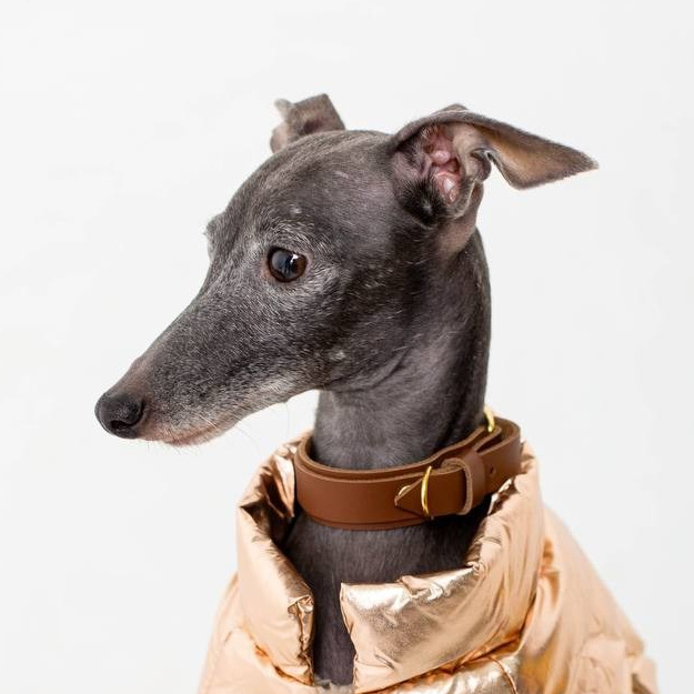 Ошейники. Professional Italian Greyhound Kennel RKF/FCI ASTI SAPPHIRE 💎 Sochi|St. Petersburg