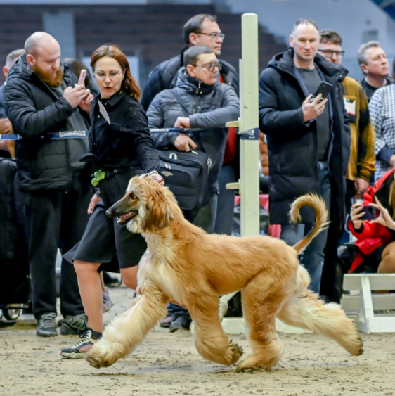 Галерея фотографий афганской борзой