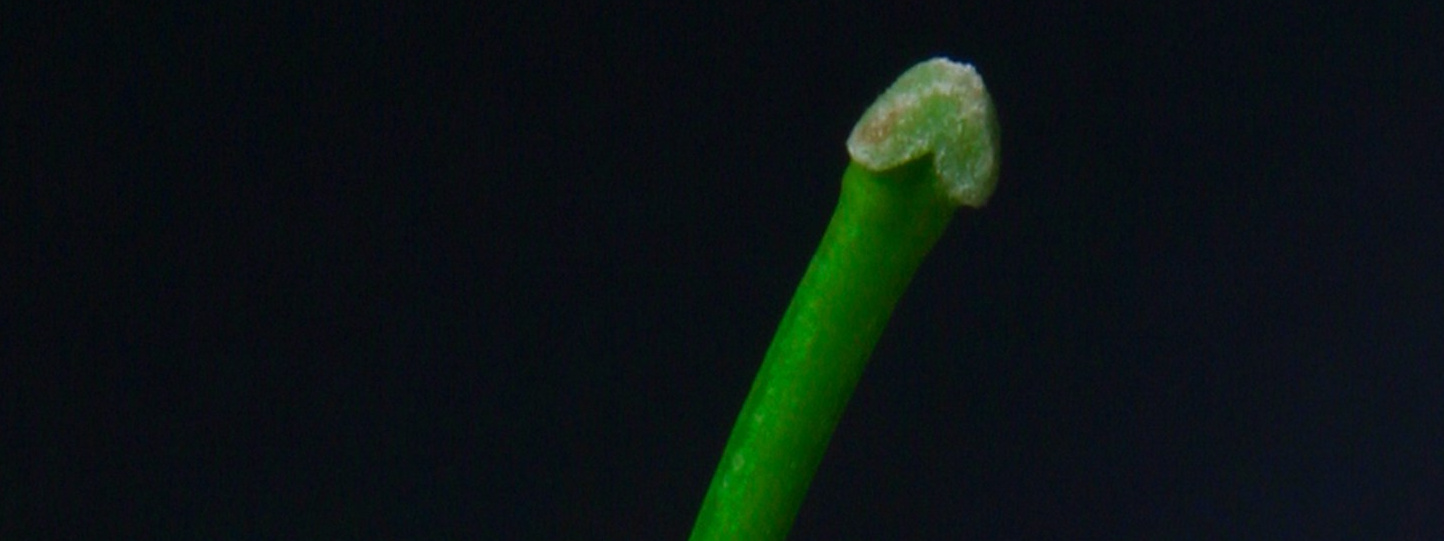 Фотограф в Москве, Георгий Бучукури