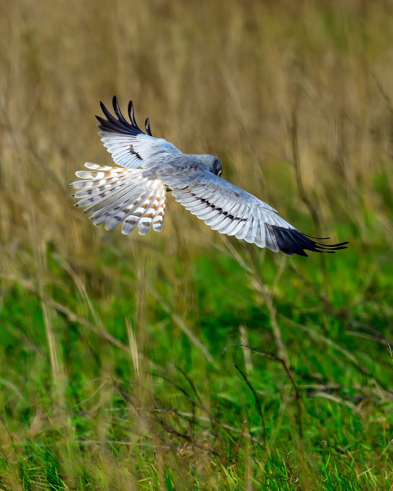 Луговой лунь. Фотограф Сергей Пупонин