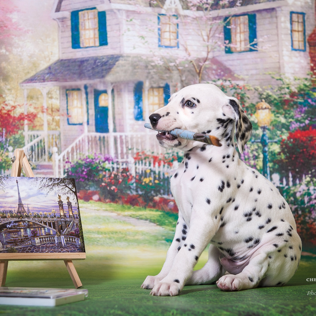 Цены (съемка ЖИВОТНЫХ). Профессиональный фотограф Чехарина Анна / pro photographer Chekharina