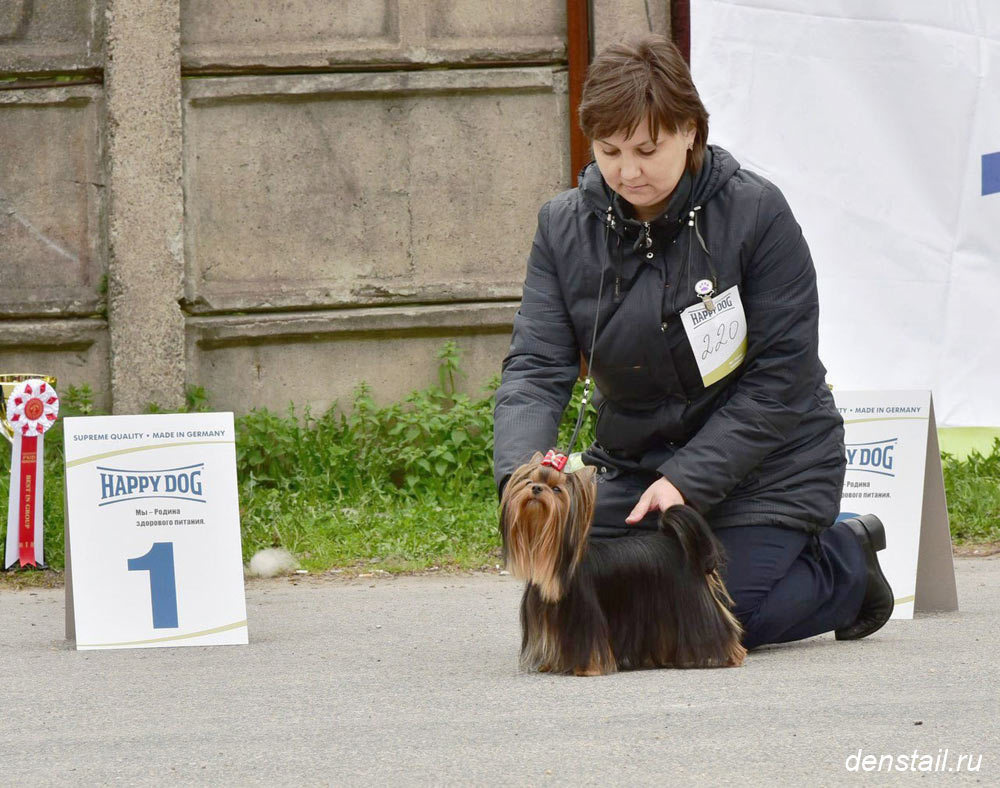 2015 г Результаты выставок. Питомник Йоркширских терьеров Дэнстайл в Санкт-Петербурге заводчик Тих