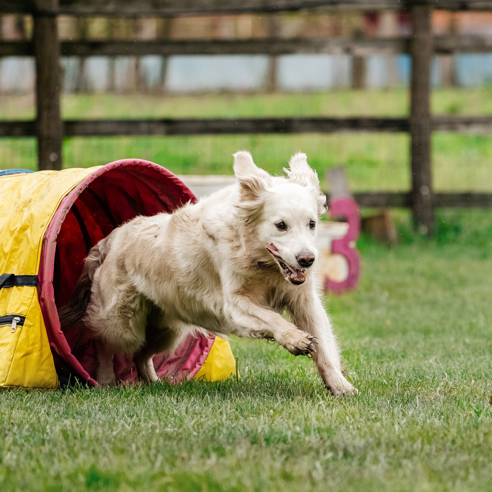 Прайс animal. Фотограф Краснодар Марго Хелбен