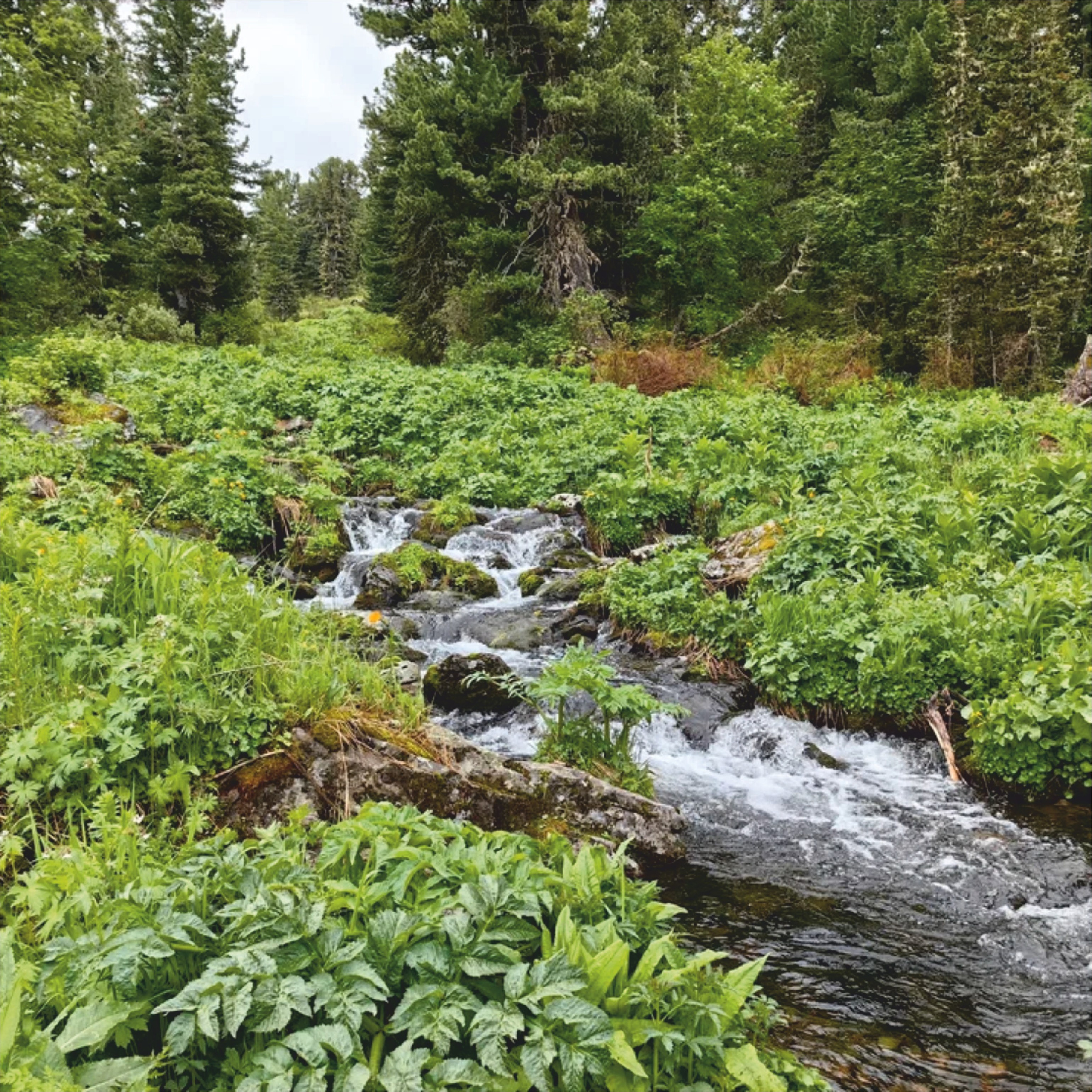 Урлу-Аспак - Каракол. Банк земельных участков Алтая
