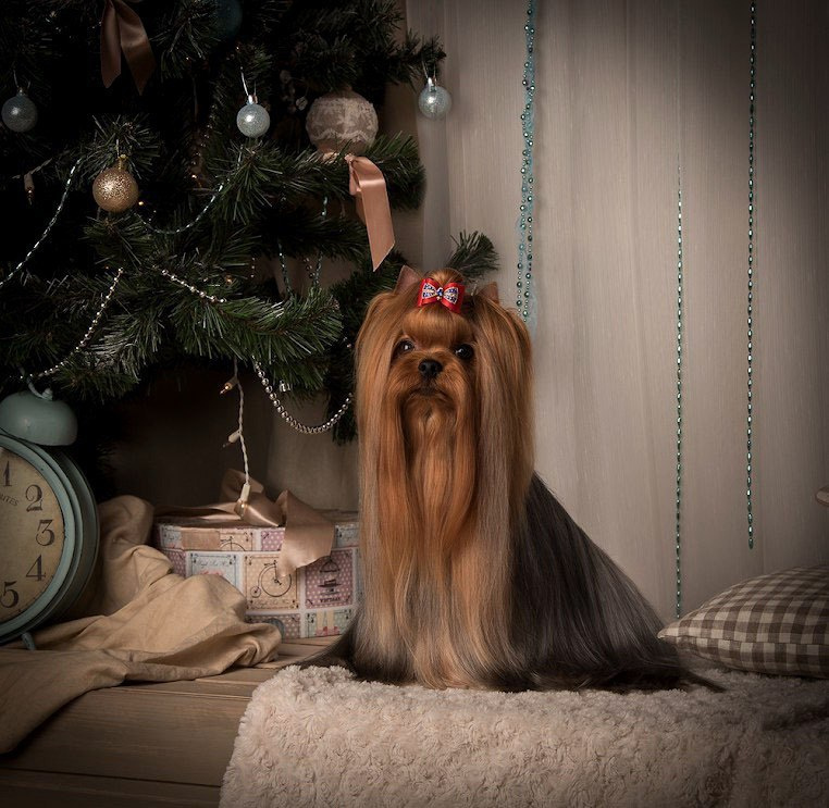 Дэнстайл Козырный Туз. Питомник Йоркширских терьеров Дэнстайл в Санкт-Петербурге заводчик Тих