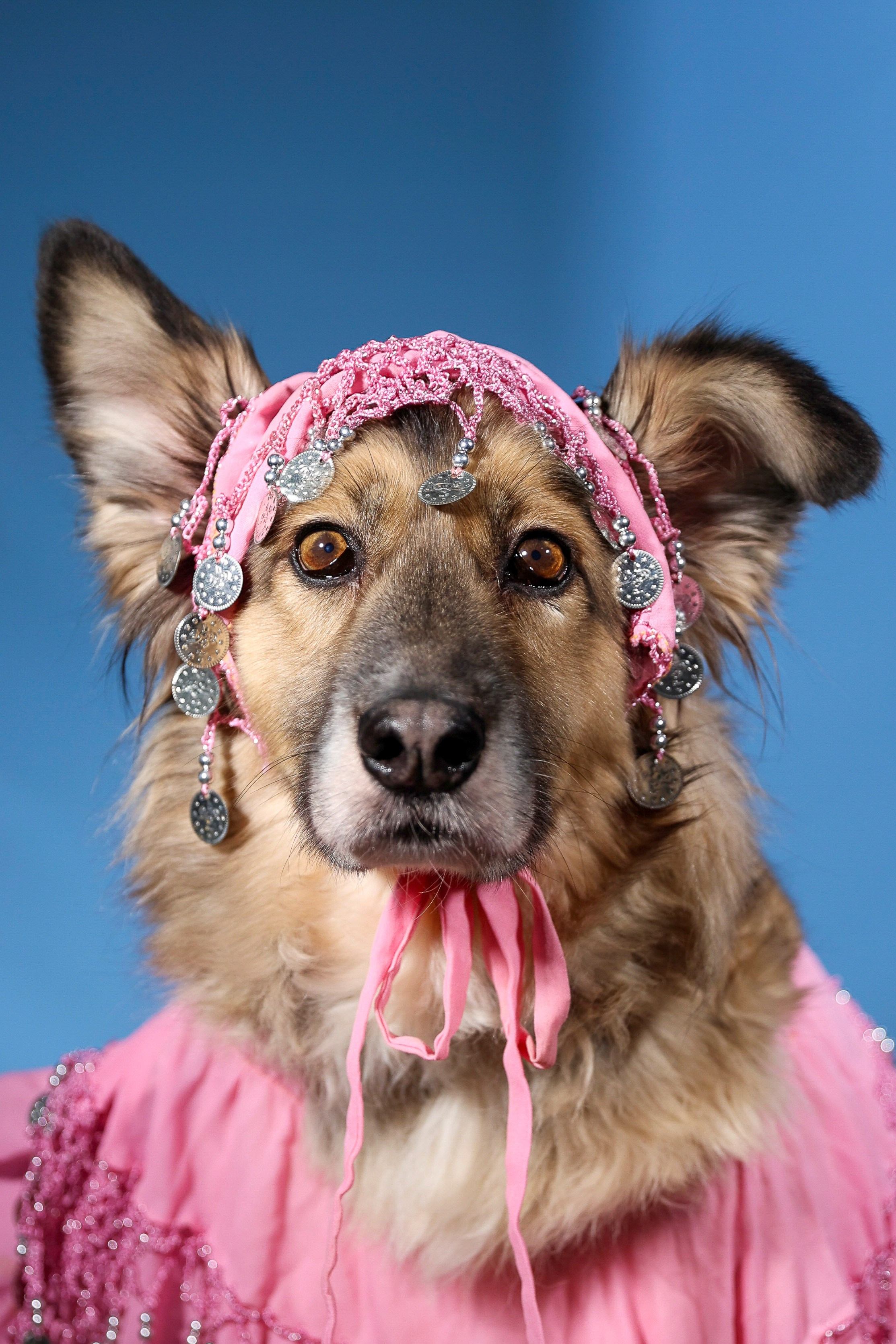 Приют четвероногий АНГЕЛ. Фотограф 📸 семейный, предметный, репортажный