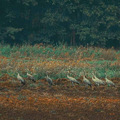 «Макадамия» & Студия Дизайна и Декора Паулины Богомоловой. Home Decor