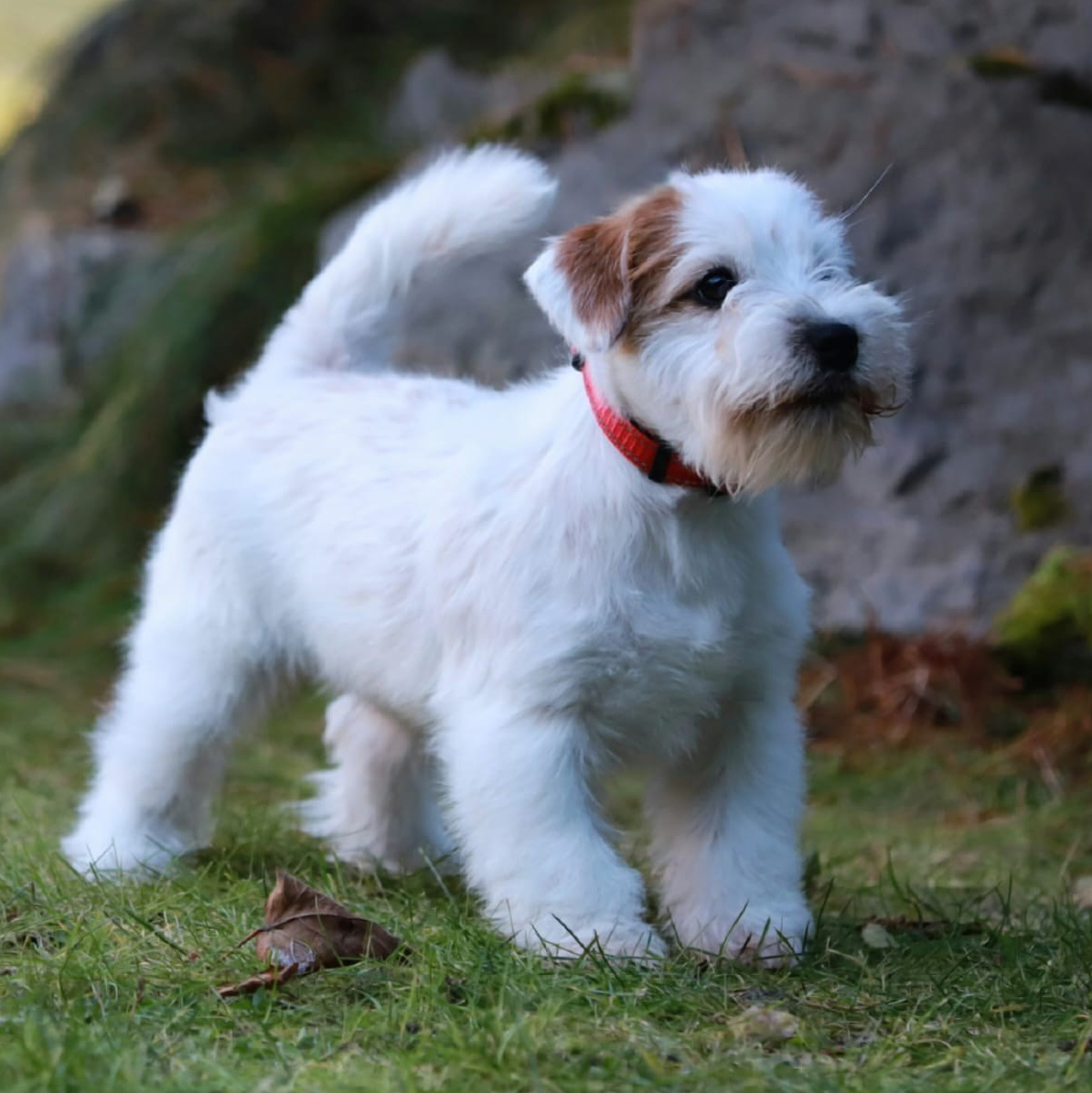Страница помета жесткошерстных щенков джек рассел терьера. КАНЕ МАЭСТРО — питомник Джек рассел терьеров