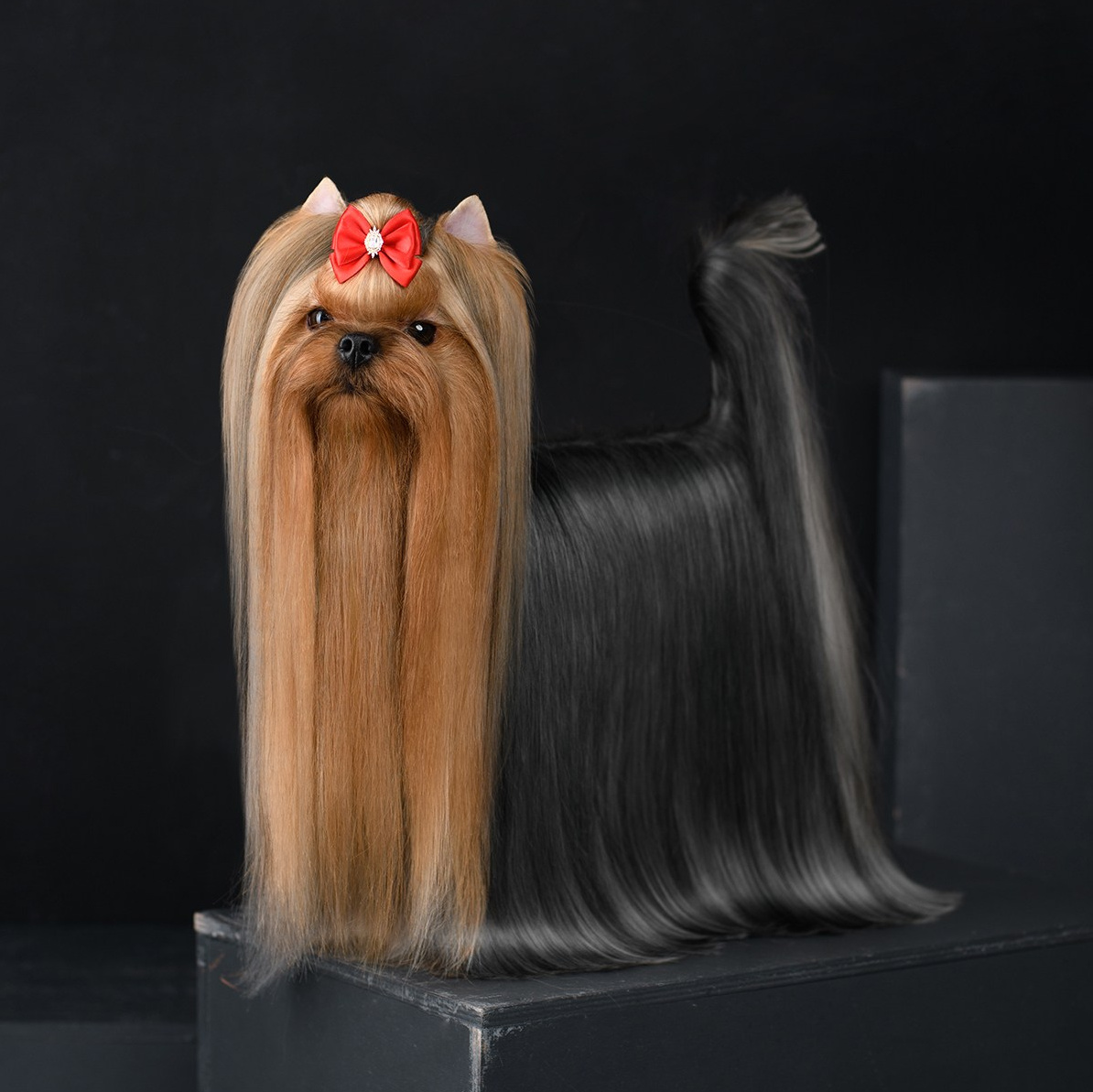 Йоркширские терьеры питомника Воле'Т Шоу Vole'T Shou. Йоркширский терьер — питомник йоркширских терьеров Vole'T Shou