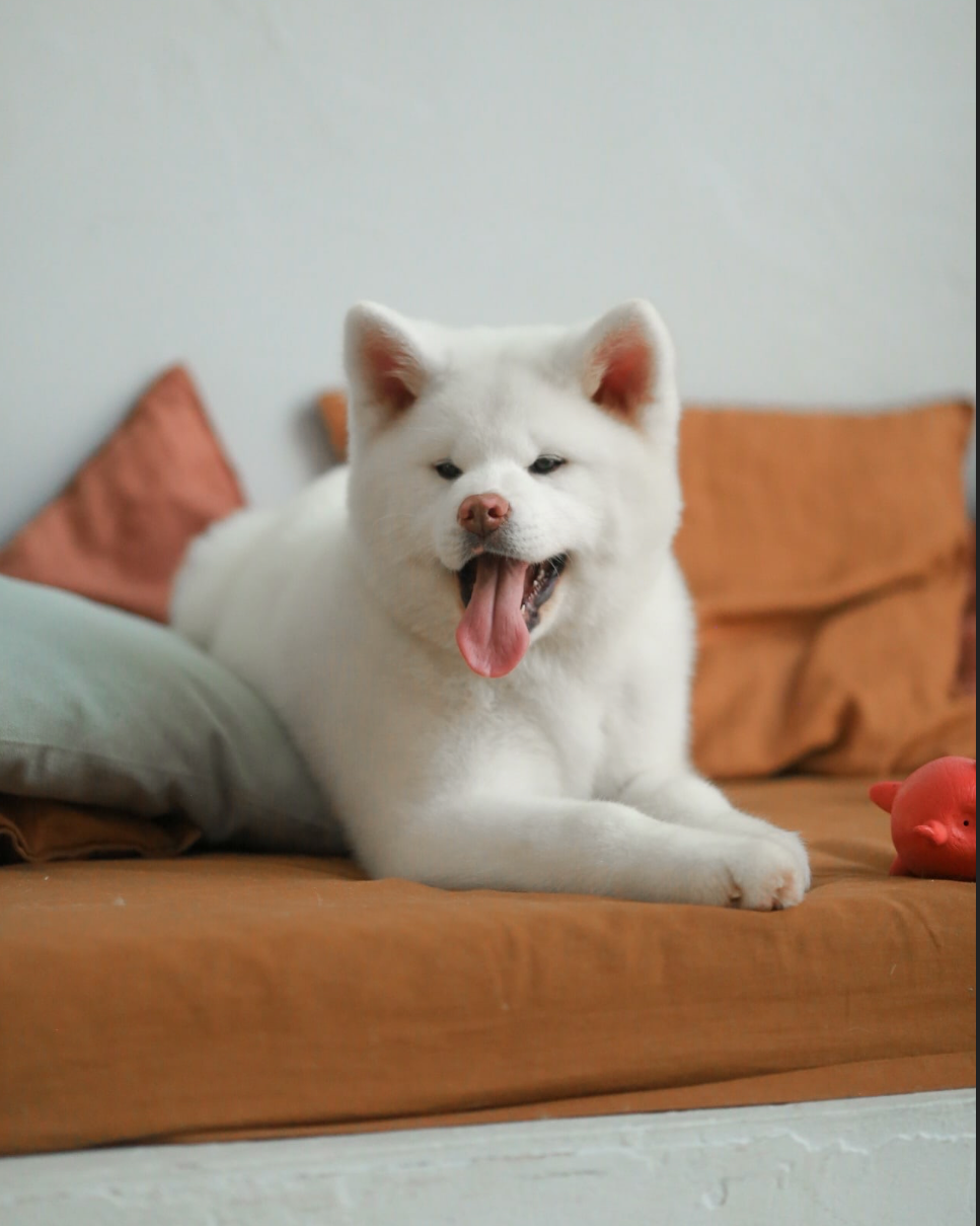 Окрасы японской акиты