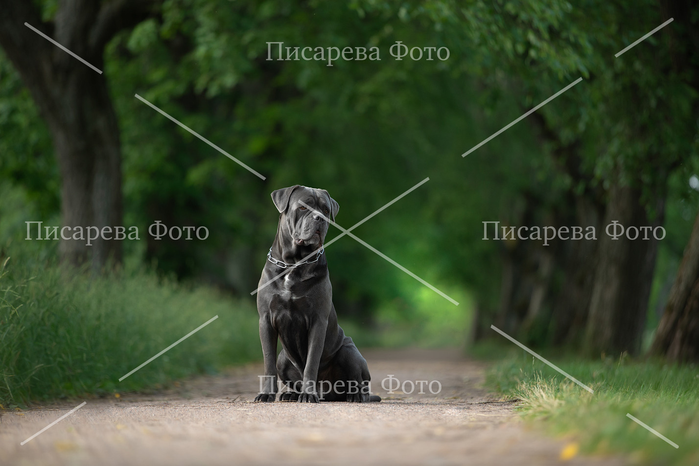 Собака породы Кане Корсо сидит в Аллее