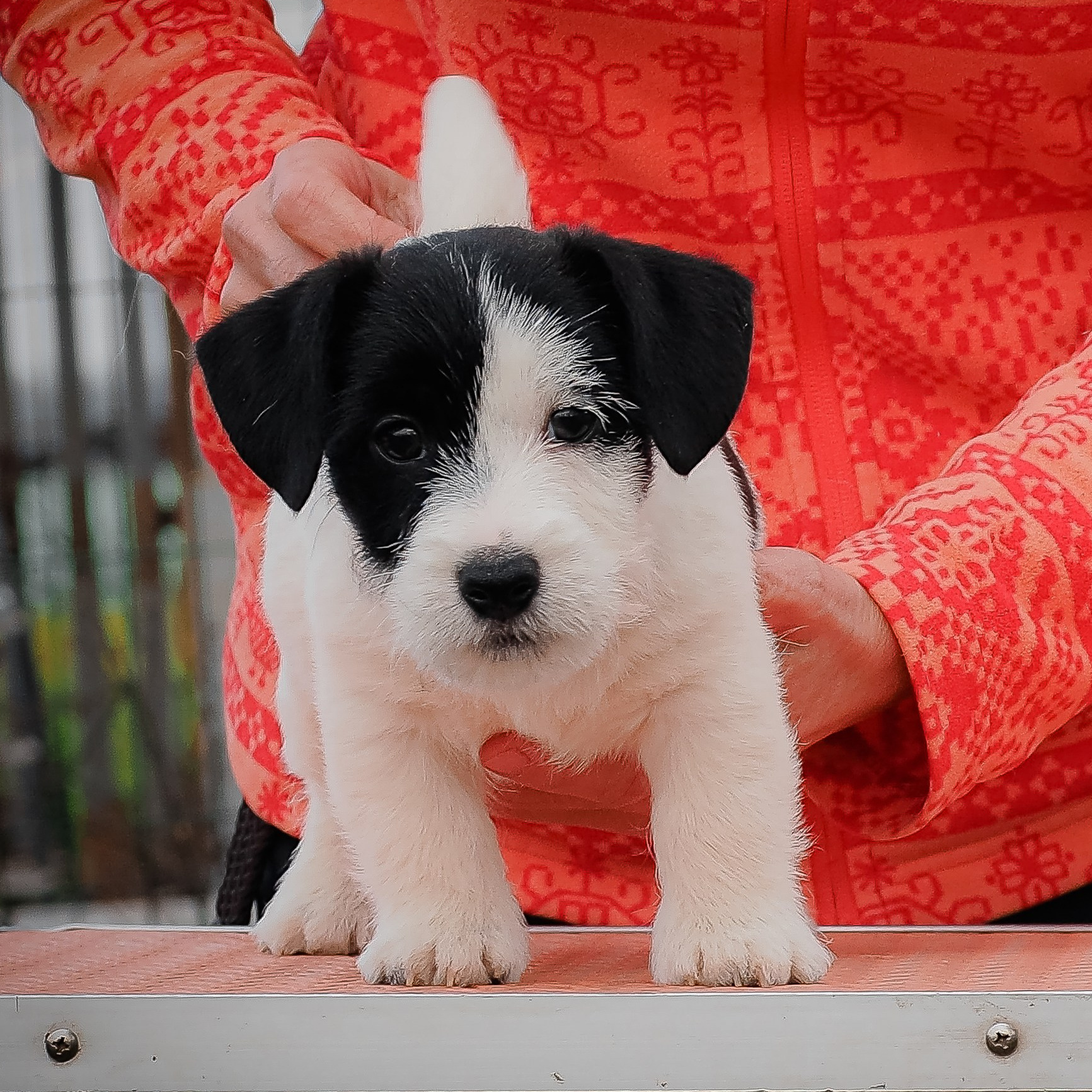 Джек рассел терьер. Черно-белый представитель породы джек рассел терьер.