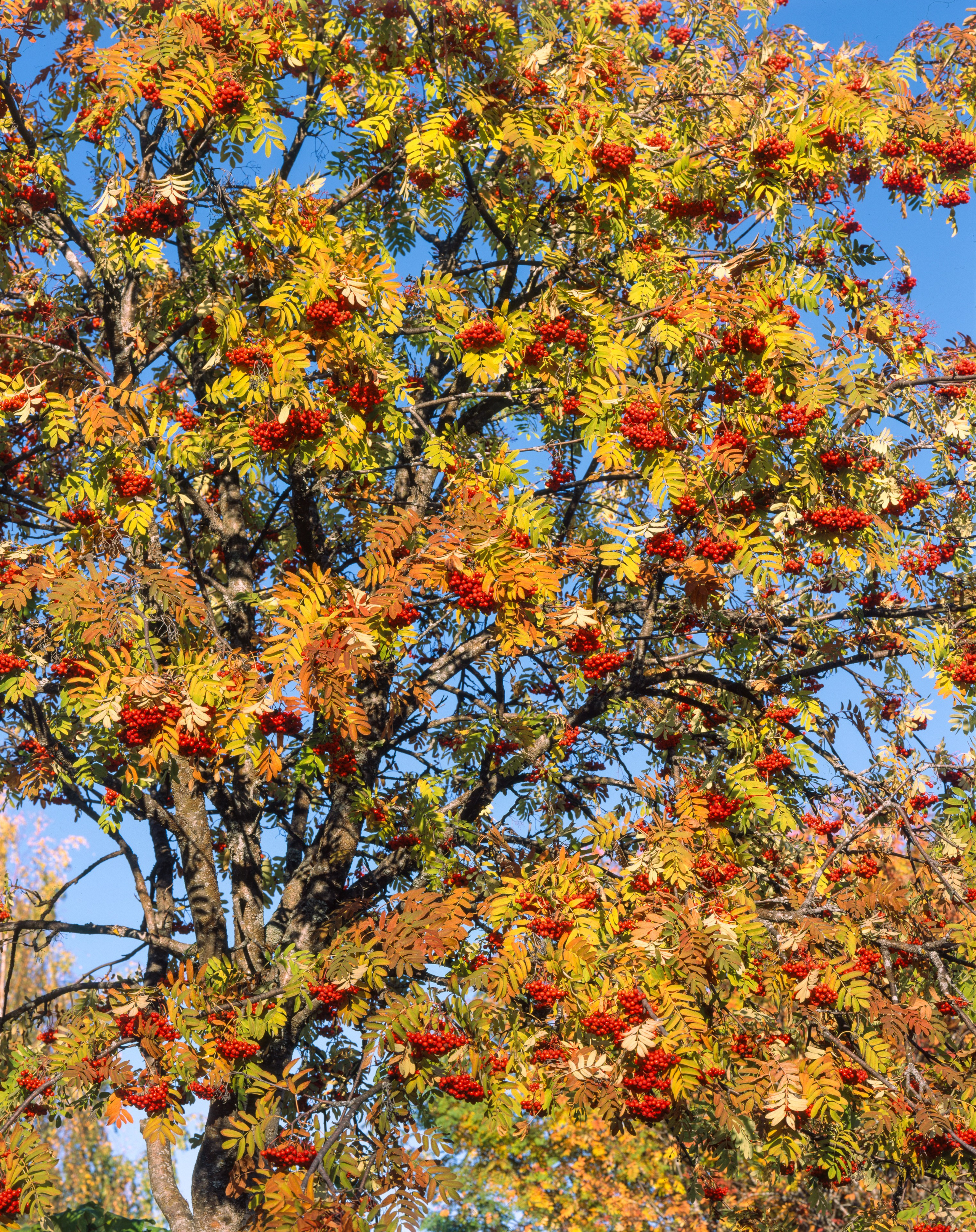 Знаменательный день. Северные Ночи
