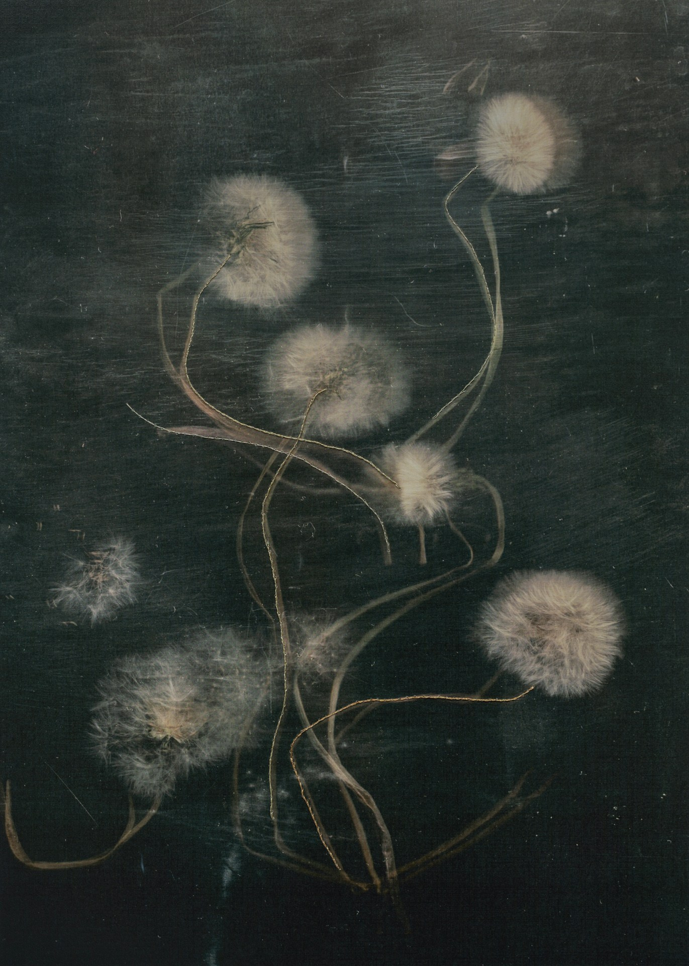 Призрачные узоры. Фотограф Елена Хазина, Рязань