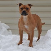 Шмель. BLGKV питомник собак