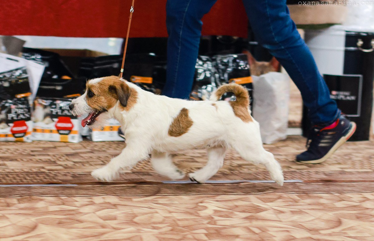 Port Fortis Rock-N-Roll