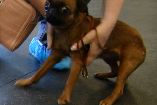 Племенной смотр 16.05.2021 г, судья РКФ-FCI О. А. Горбачевский. НРОО КЦ "Собаковод"