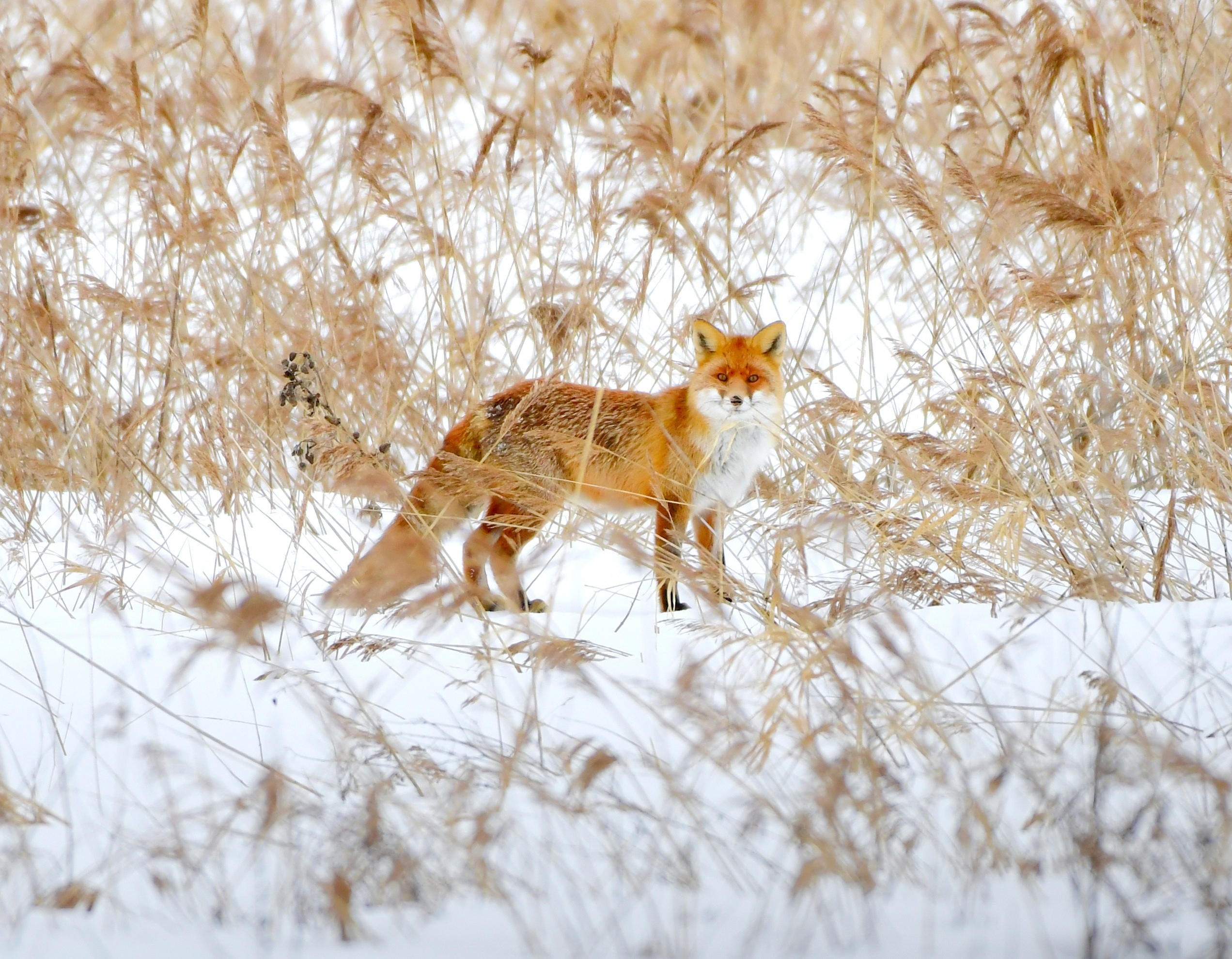 Images of wildlife. Artisistic photographs of Lena Sokolova