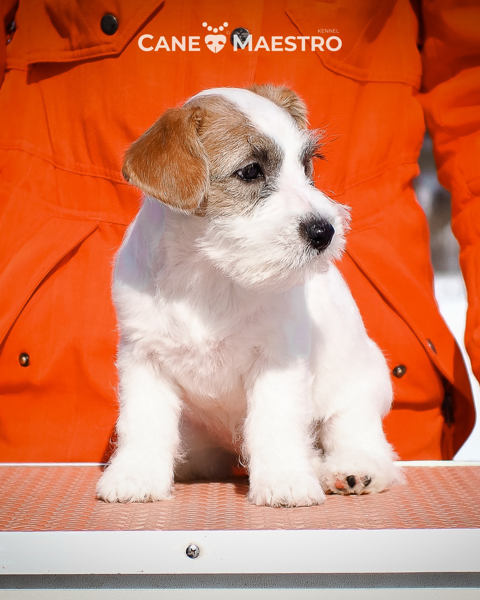 CANE MAESTRO — kennel Jack Russell Terrier