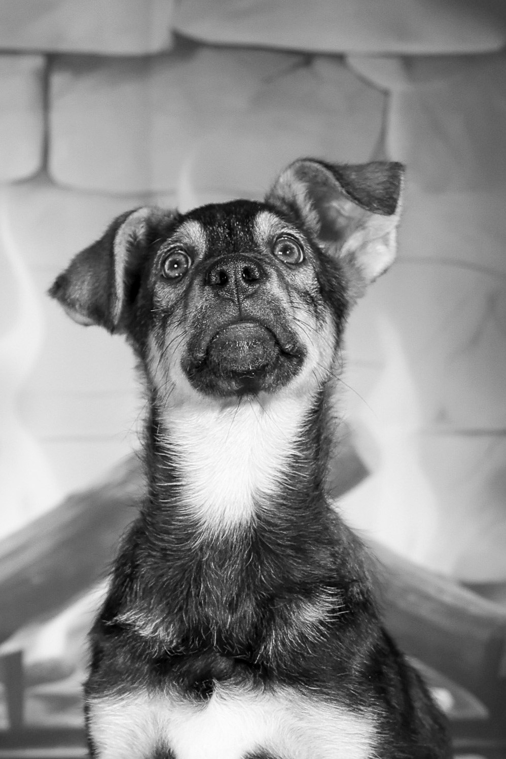 Приют четвероногий АНГЕЛ. Фотограф 📸 семейный, предметный, репортажный