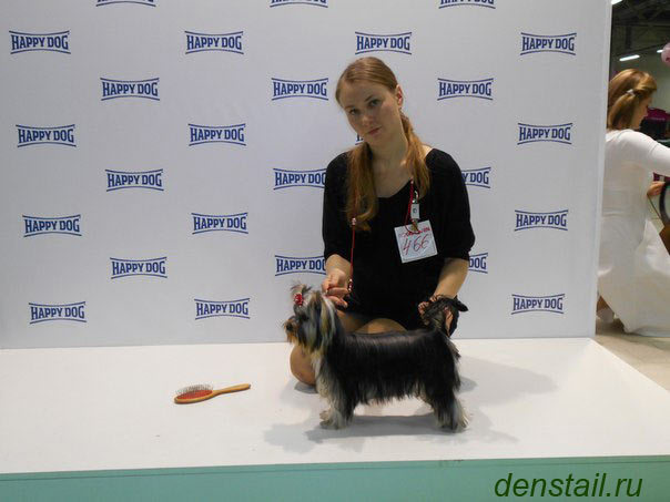 2014 г Результаты выставок. Питомник Йоркширских терьеров Дэнстайл в Санкт-Петербурге заводчик Тих
