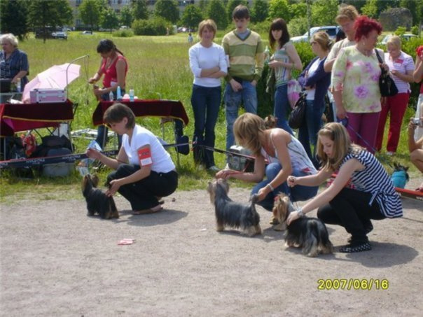 Хелен из Замка Сид. Питомник Йоркширских терьеров Дэнстайл в Санкт-Петербурге заводчик Тих