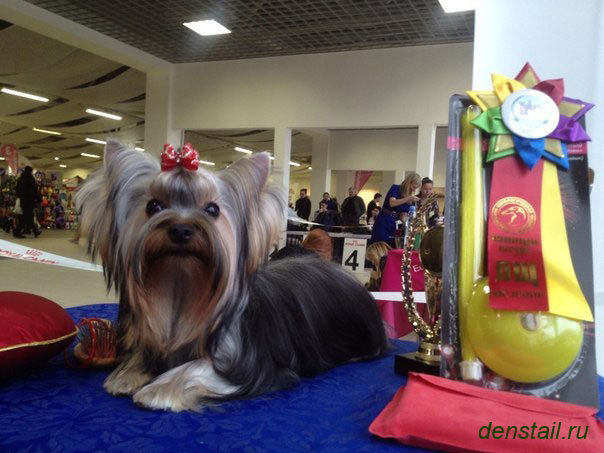 2015 г Результаты выставок. Питомник Йоркширских терьеров Дэнстайл в Санкт-Петербурге заводчик Тих