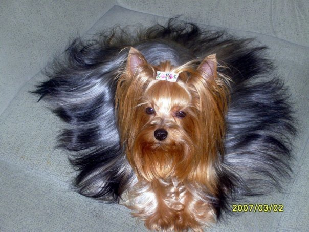 Фортунат Форева Челси. Питомник Йоркширских терьеров Дэнстайл в Санкт-Петербурге заводчик Тих