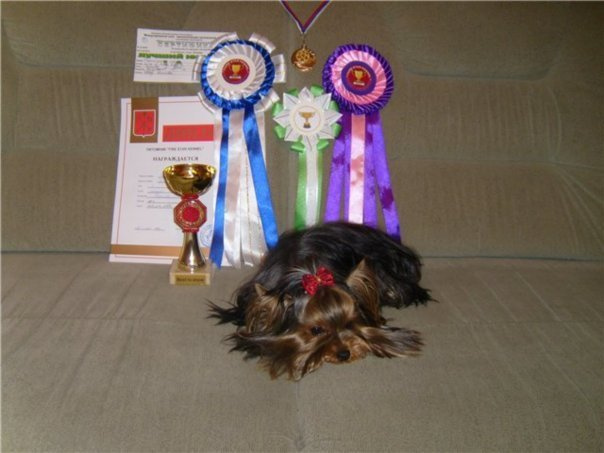 Хелен из Замка Сид. Питомник Йоркширских терьеров Дэнстайл в Санкт-Петербурге заводчик Тих