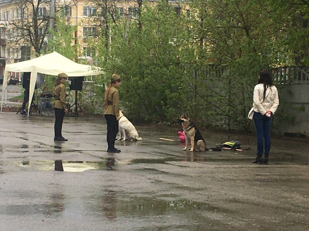 Праздник посвященный героям ВОВ-кинологам и их собакам. НРОО КЦ "Собаковод"