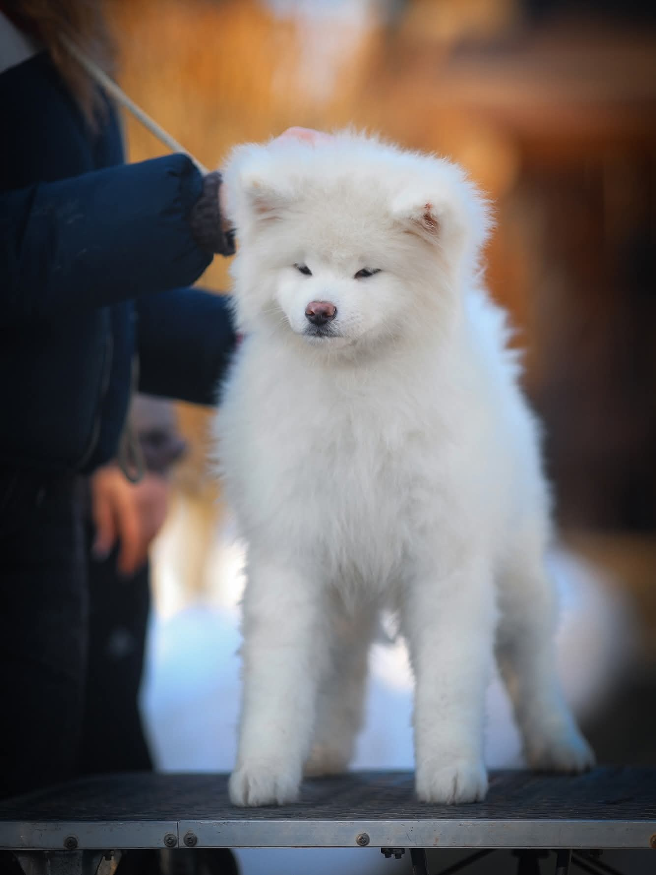 купить белую акиту