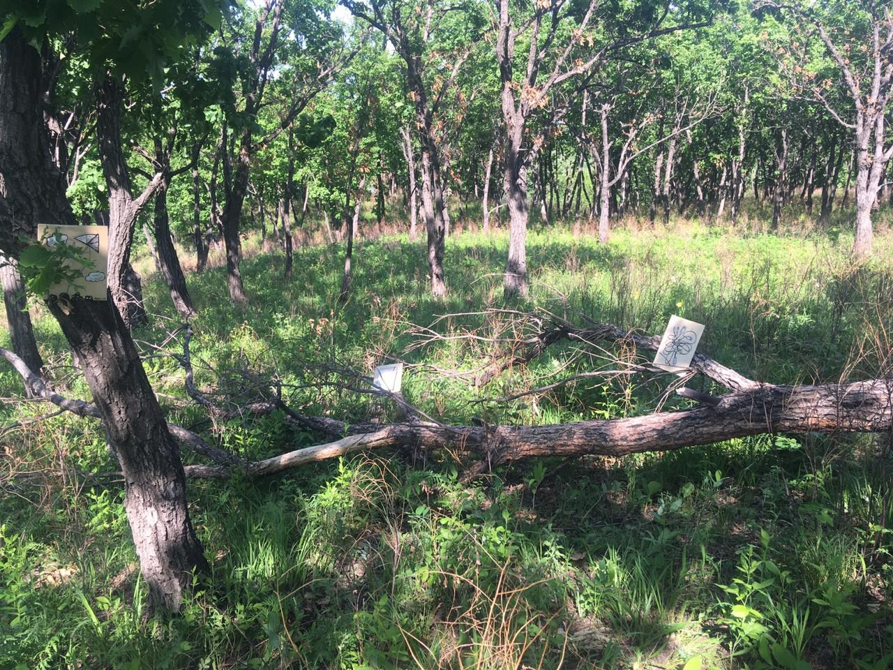 Локация № 1. Художник Рыбак Николай